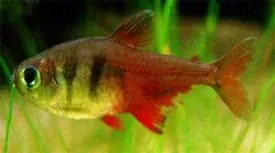 Näsets Ciklidhobby Hyphessobrycon flammeus riotetra 2,5 cm