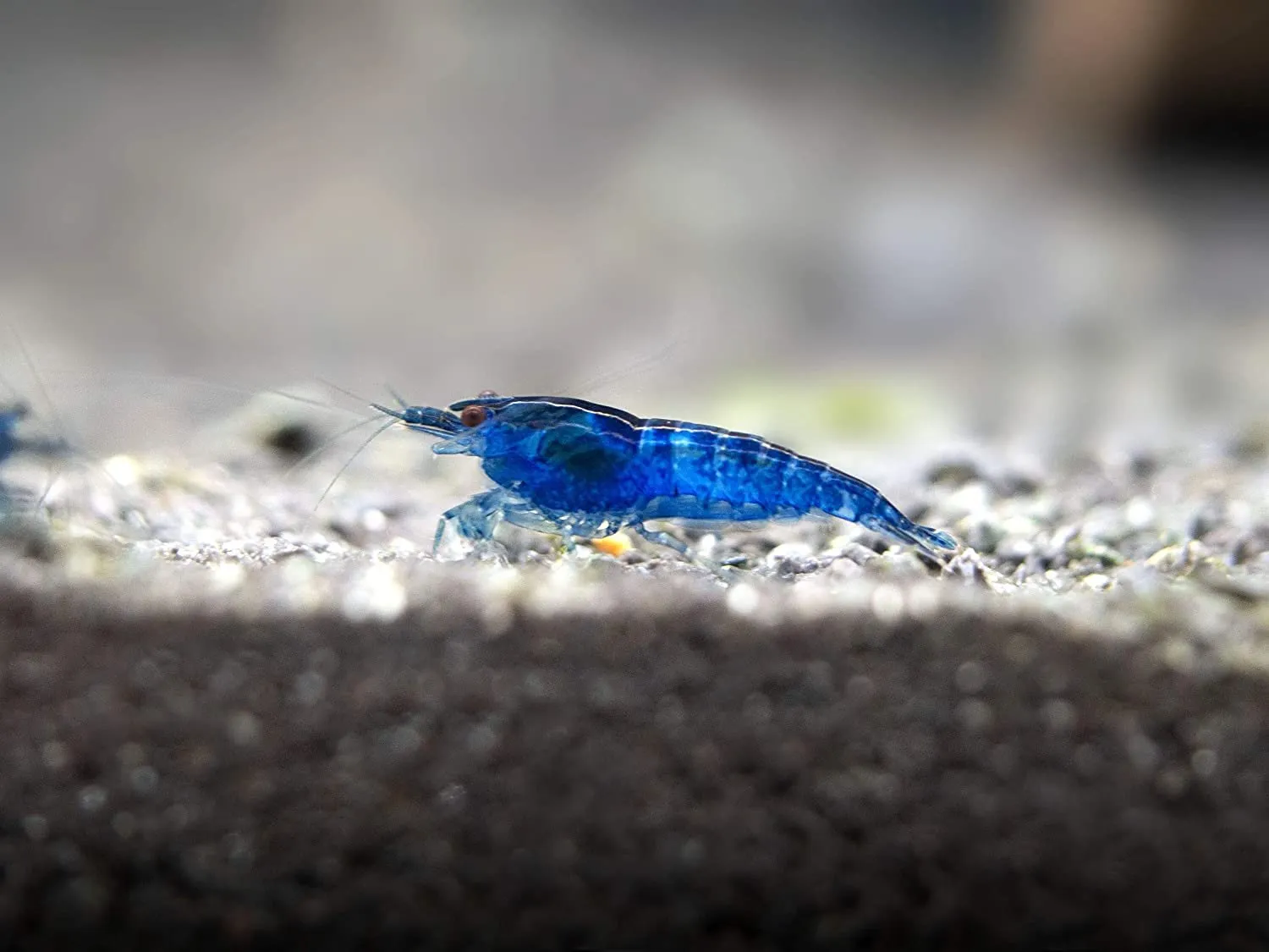 Näsets Ciklidhobby blue dream räka 10-pack