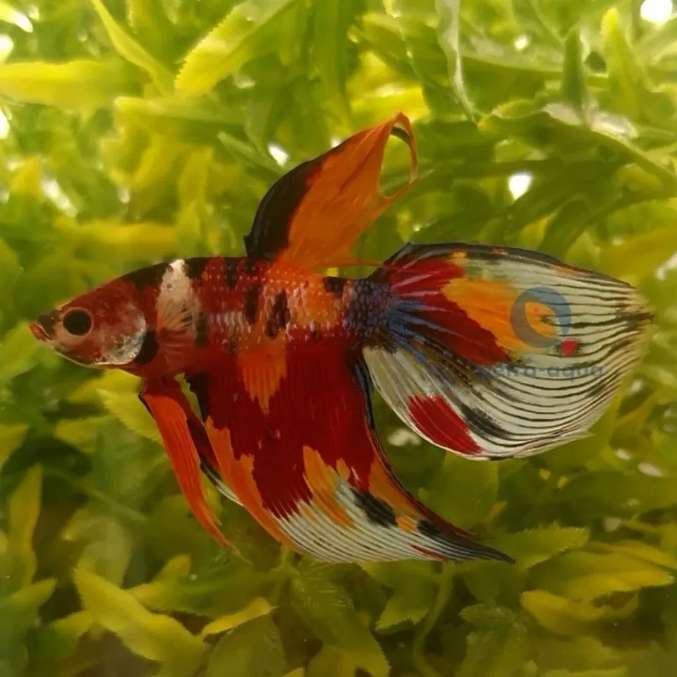 Näsets Ciklidhobby Betta veiltail nemo akvariefisk XL hane