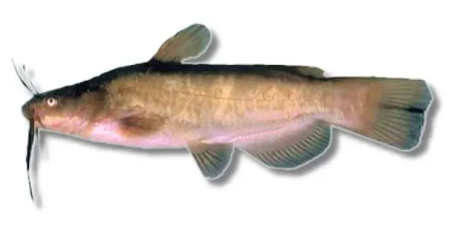 Näsets Ciklidhobby Ameiurus nebulosus mal 5–8 cm dvärgmal