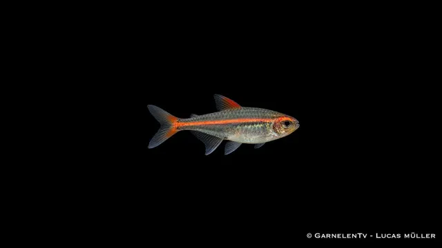 Garnelen TV Glödljustetra Hemigrammus stimfisk