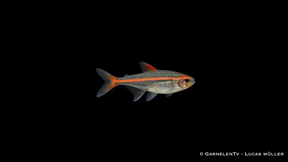 Garnelen TV Glödljustetra Hemigrammus stimfisk