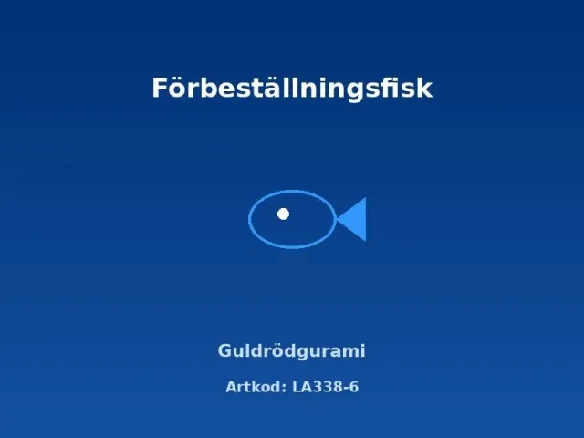 Näsets Ciklidhobby Gold-Red XL gurami tropisk