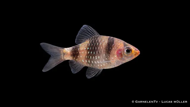 Garnelen TV Pethia nigrofasciata purpurbarb stimfisk 6 cm