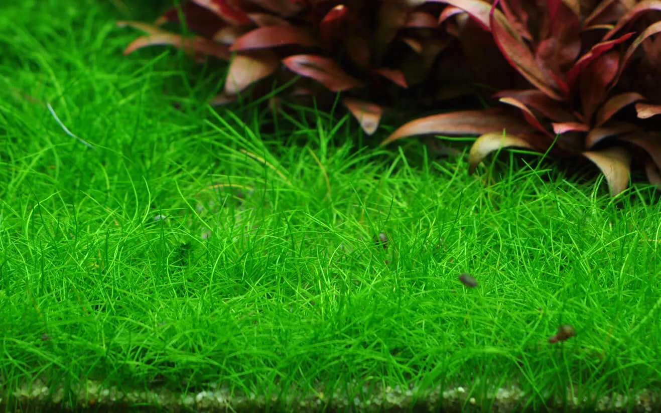 Akvarievalvet Eleocharis acicularis Mini akvarieväxt matta