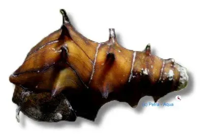 Näsets Ciklidhobby Pagoda snäcka 1,5–3 cm