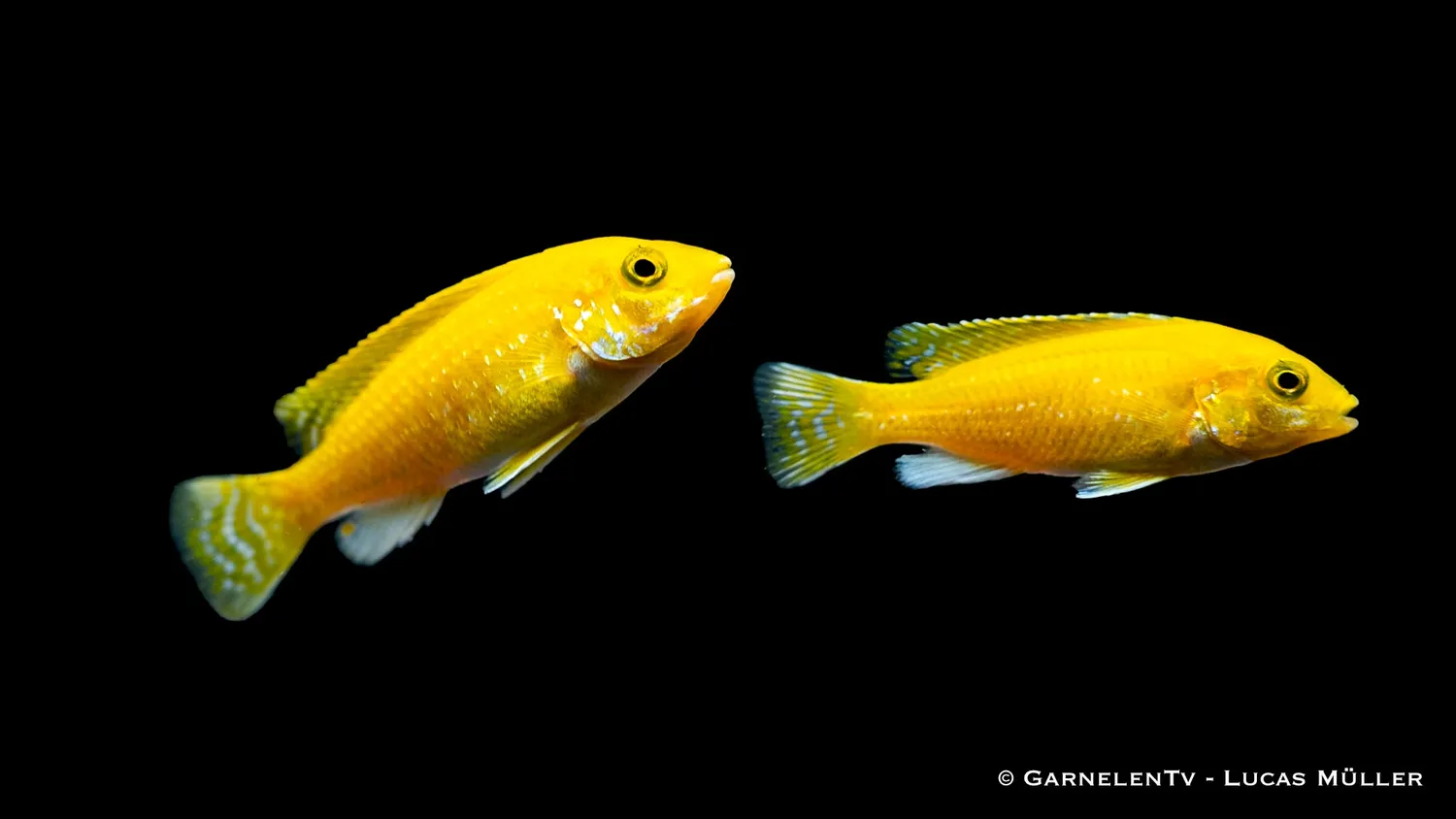 Garnelen TV Labidochromis Yellow ciklid 8-10 cm