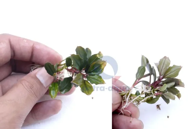 Näsets Ciklidhobby Bucephalandra brownie brown akvarieväxt Easy8