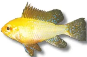 Näsets Ciklidhobby Ramirezi Gold dvärgciklid 3–3,5 cm guld