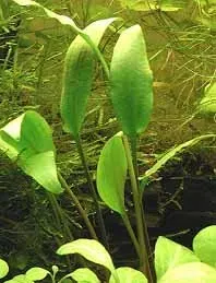 Näsets Ciklidhobby Cryptocoryne lucens kruka växt