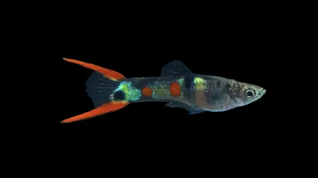 Garnelen TV Endlers Guppy El Tigre hane akvariefisk rödsvart