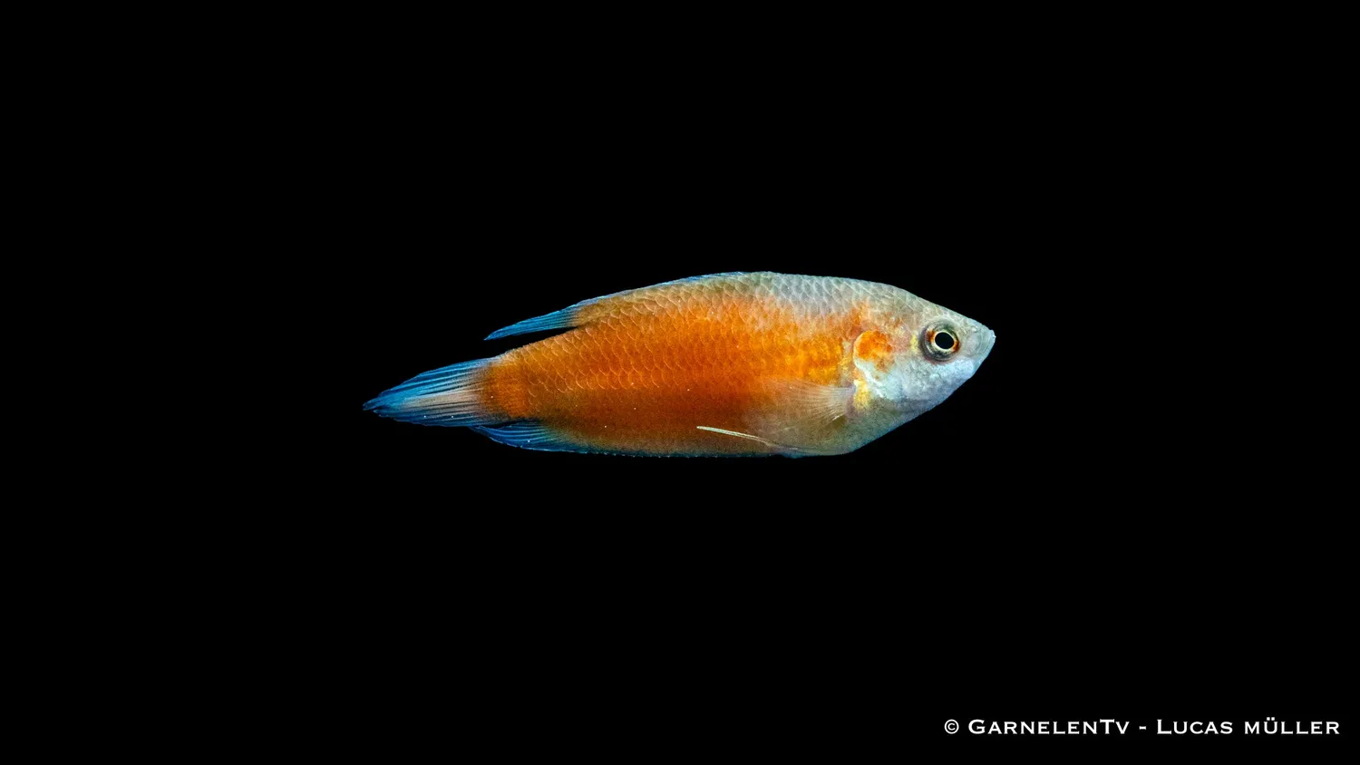 Garnelen TV Extra Röd makropod akvariefisk par