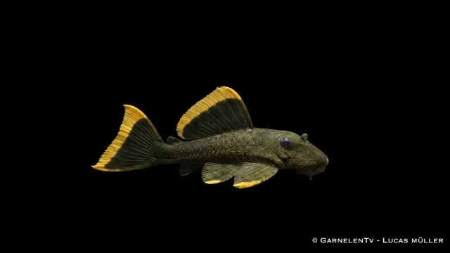 L 047 Magnum Pleco mal 25-30 cm Baryancistrus
