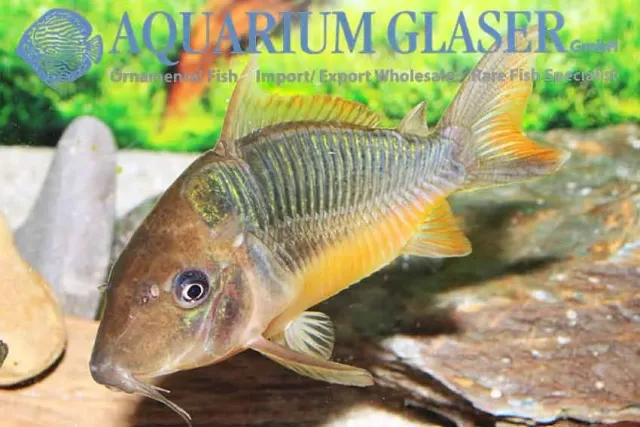 Näsets Ciklidhobby Brochis splendens green cat akvariefisk XL vild