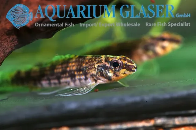 Näsets Ciklidhobby Melanocharacidium dispilomma akvariefisk 3-5 cm