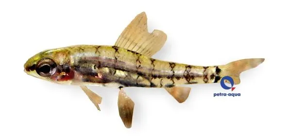 Näsets Ciklidhobby Odontocharacidium aphanes akvariefisk 1–2 cm stim