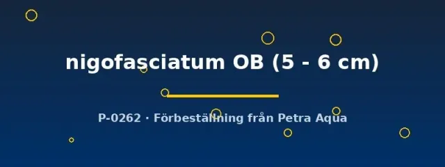 Näsets Ciklidhobby Convict OB ciklid 5–6 cm fläckig