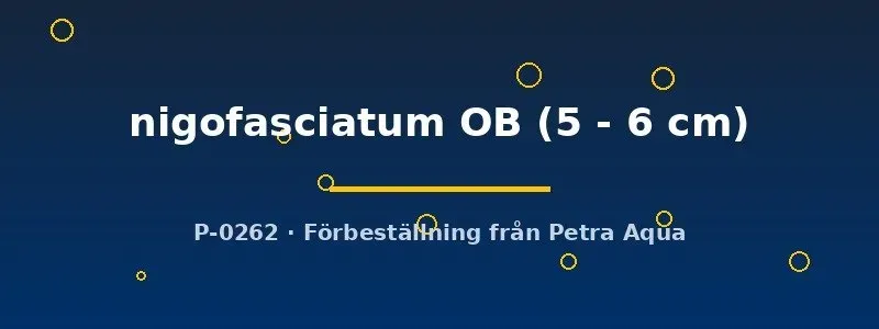 Näsets Ciklidhobby Convict OB ciklid 5–6 cm fläckig