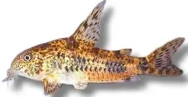 Corydoras paleatus long fin pansarmal 2,5–3 cm slöjfenad