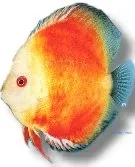 Discus yellow face red marlboro diskus 8–10 cm Symphysodon