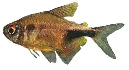 Garnet tetra Hemigrammus pulcher akvariefisk 3-3,5 cm