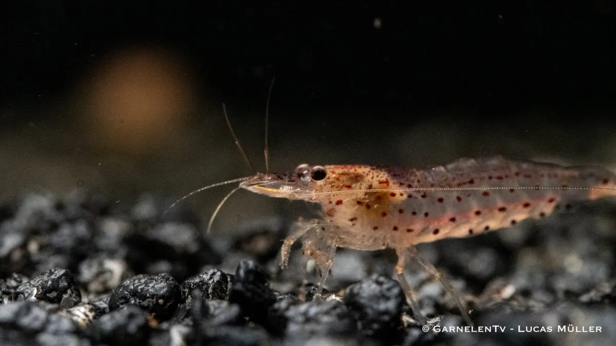 Garnelen TV Orange amanoräka Caridina multidentata 5 cm