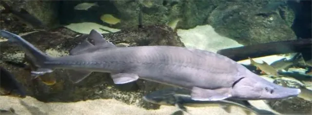 Näsets Ciklidhobby Acipenser baerii sibirisk stör dammfisk