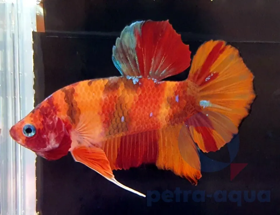 Betta Giant Nemo kampfisk hane 6–8 cm färgstark