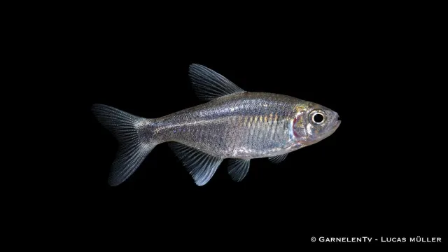 Garnelen TV Hyphessobrycon negodagua stimfisk mjukvatten