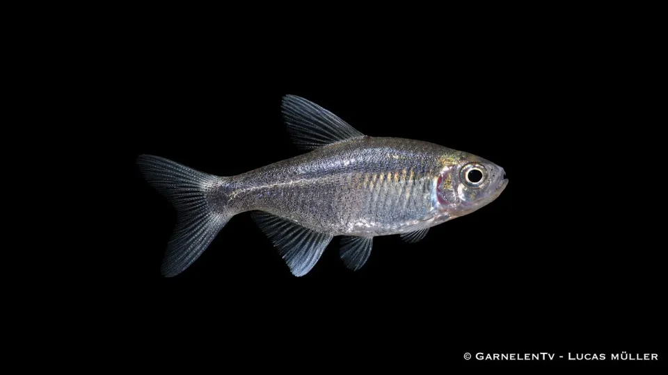 Garnelen TV Hyphessobrycon negodagua stimfisk mjukvatten