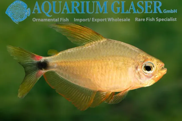Näsets Ciklidhobby Hyphessobrycon procyon tetra LG-XL stimfisk