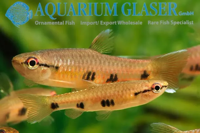 Näsets Ciklidhobby Pyrrhulina spilota wild akvariefisk md-xlg