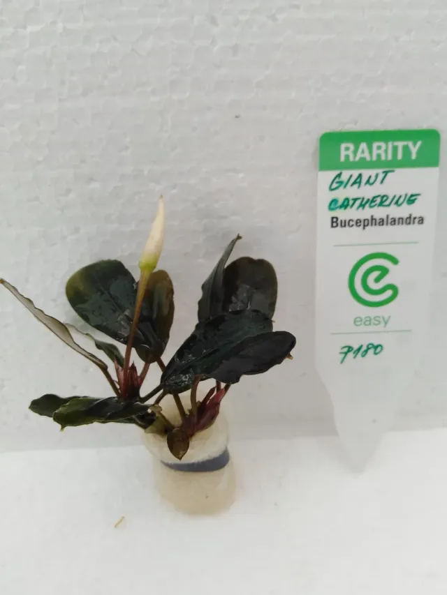 Näsets Ciklidhobby Bucephalandra catherine akvarieväxt Easy8