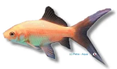 Näsets Ciklidhobby Carassius red cometa guldfisk 16-18 cm
