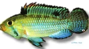 Apistogramma norberti thick lips dvärgciklid 4–5 cm