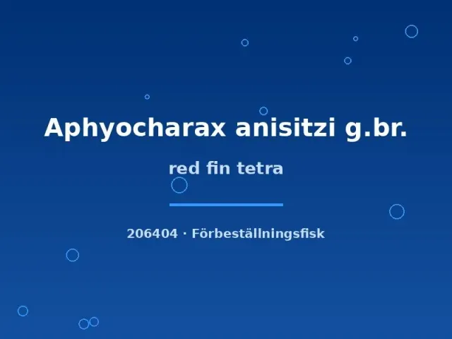 Näsets Red fin tetra Aphyocharax anisitzi fisk lg