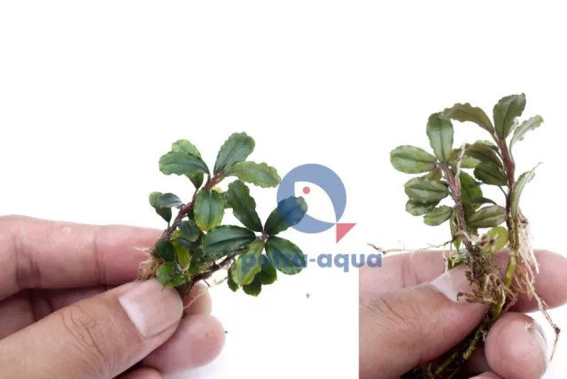Bucephalandra batang kawa Easy8 akvarieväxt 1 st tålig