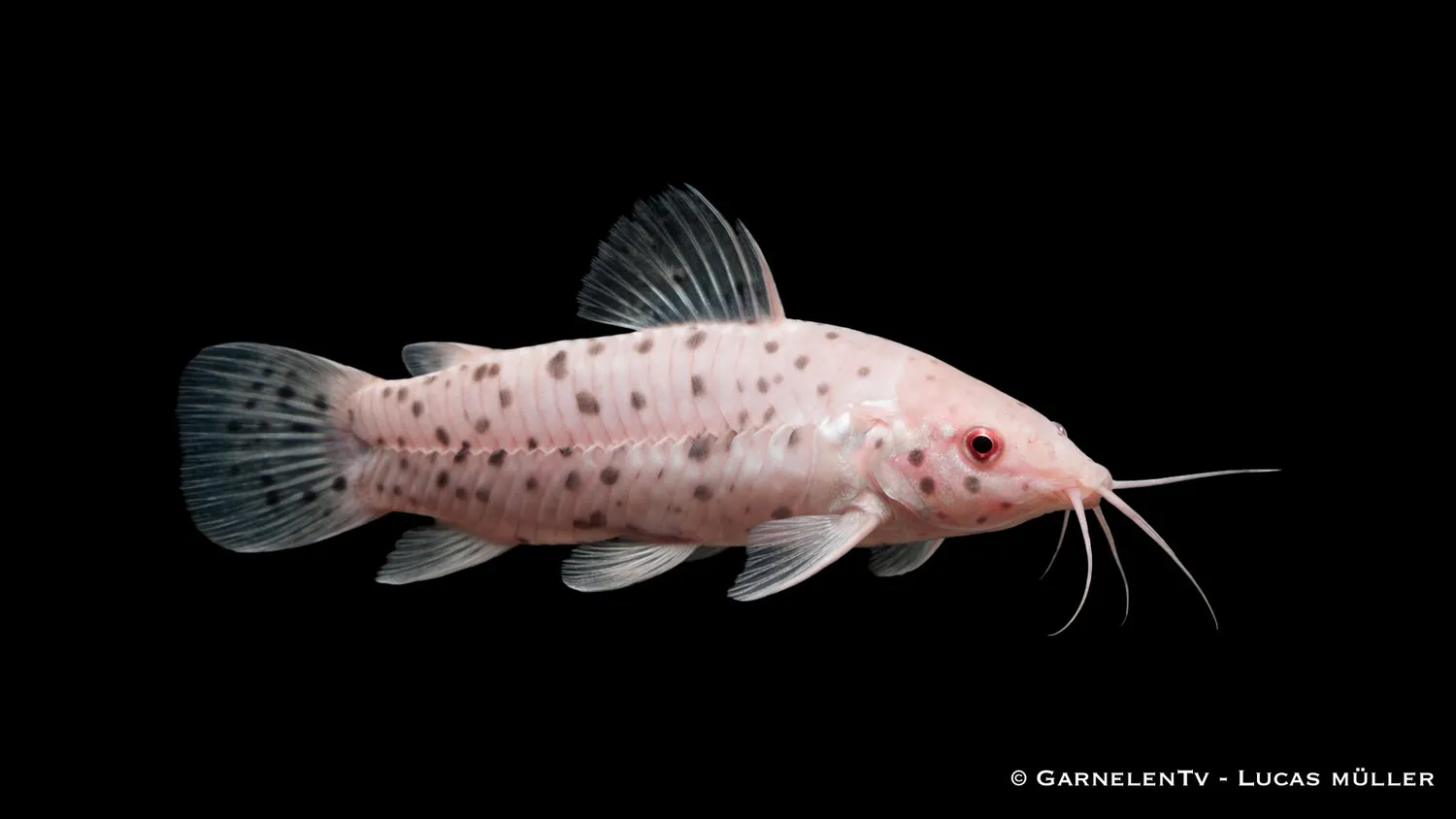 Garnelen TV albino pansarmal akvariefisk 18 cm