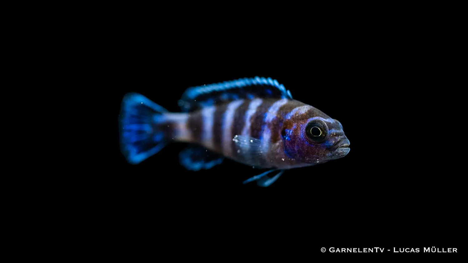 Garnelen TV Demasoni malawiciklid Pseudotropheus