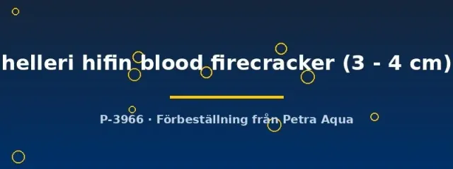 Näsets Ciklidhobby Hifin Blood Firecracker svärdbärare 3–4 cm röd