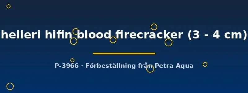 Näsets Ciklidhobby Hifin Blood Firecracker svärdbärare 3–4 cm röd