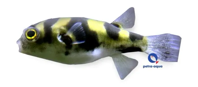 Näsets Ciklidhobby Colomesus asellus kulfisk 3–4 cm