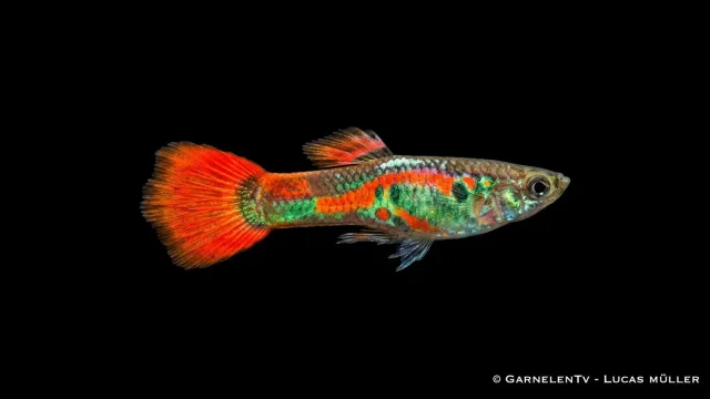 Garnelen TV Endlers red neon guppyhane Poecilia wingei stor