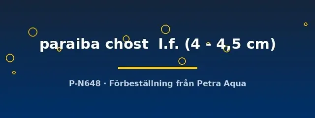 Näsets Ciklidhobby paraiba ghost skalär 4–4,5 cm långfenad