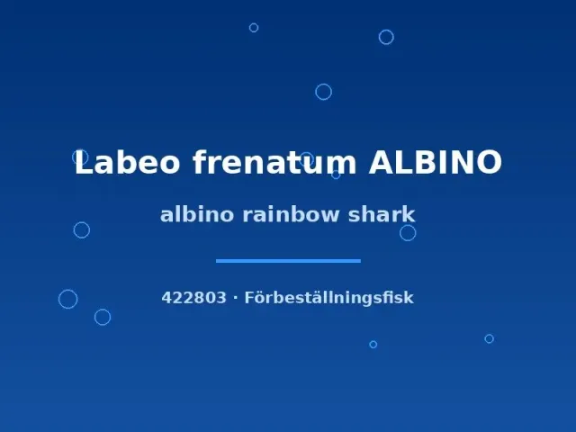 Näsets Ciklidhobby Albino rainbow shark fisk 5–6 cm albino