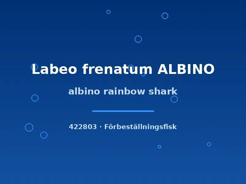 Näsets Ciklidhobby Albino rainbow shark fisk 5–6 cm albino