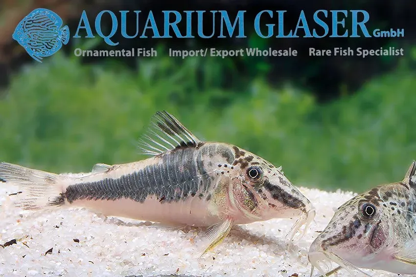 Näsets Corydoras semiaquilus pansarmal xlg vild