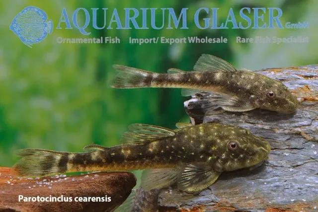 Näsets Ciklidhobby Parotocinclus cearensis mal lg