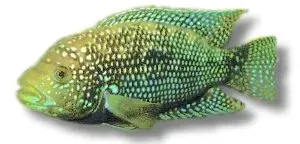Näsets Ciklidhobby Jack Dempsey ciklid 3–4 cm ungfisk