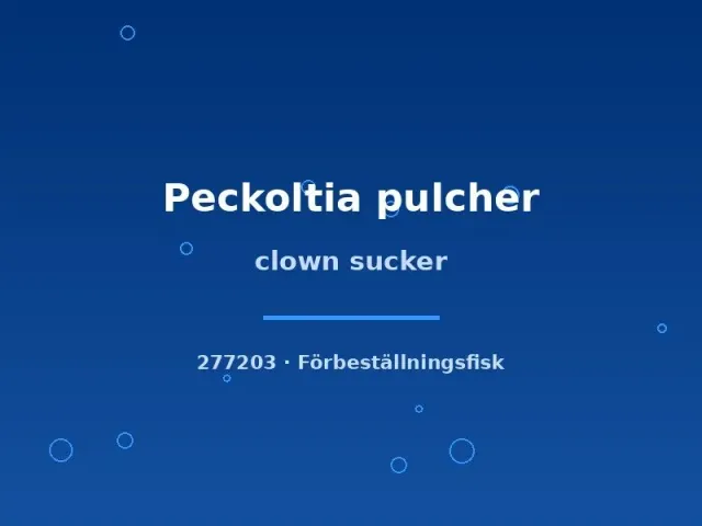 Näsets Ciklidhobby Clown sucker Peckoltia pulcher mal 4–5 cm algätare